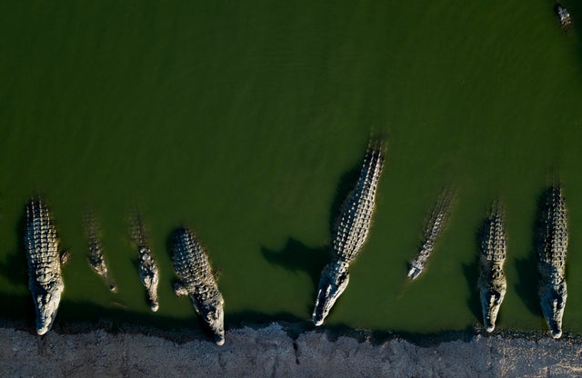 200 crocodiles killed in West Bank after reptiles resorted to ...
