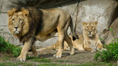 A Zoo in Denmark Wants to Feed Your Pets to Its Predators - The ...