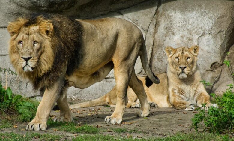 A Zoo in Denmark Wants to Feed Your Pets to Its Predators - The ...