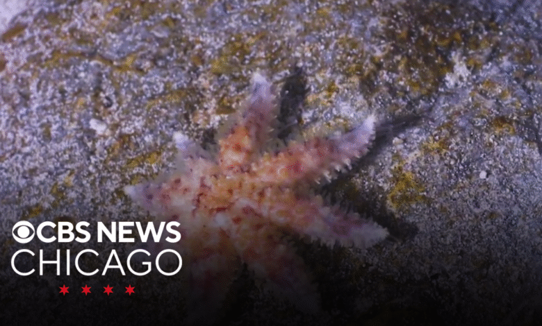 Billions of starfish have died in a decade-long epidemic ...