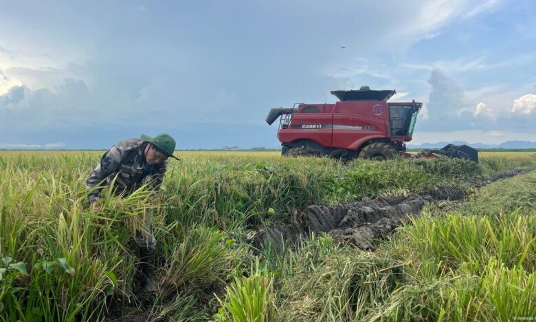 Cuba land lease to Vietnamese company reaps rich harvest – DW – 07 ...