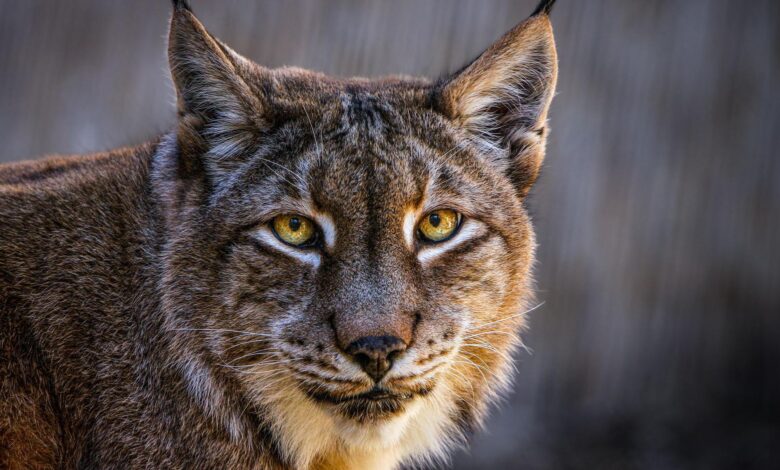 Aalborg Zoo asks for unwanted pets to feed its predators