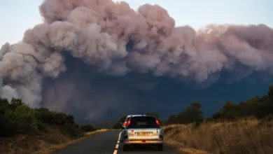 Fireproofing forests on a hotter planet – DW – 08/07/2025