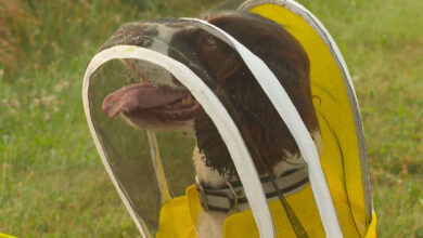 MSU dog sniffing out threats to bee colonies