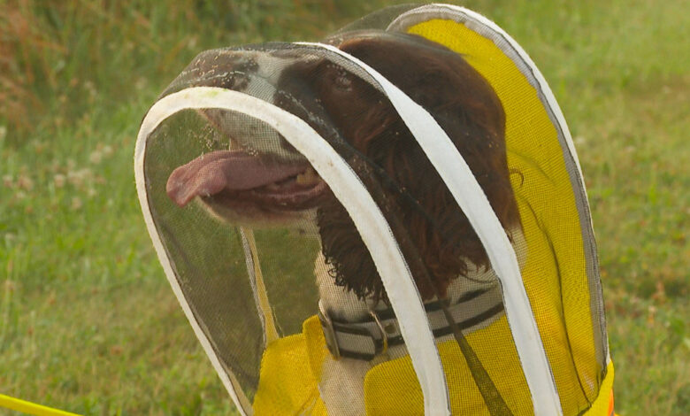 MSU dog sniffing out threats to bee colonies