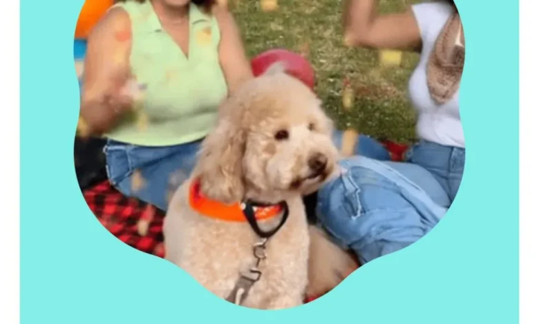 Google Photos to Get 'Create' Tab: Your New Editing Hub