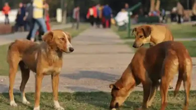 India court orders removal of 5,000 stray dogs in New Delhi – DW ...