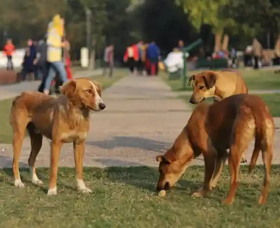 India court orders removal of 5,000 stray dogs in New Delhi – DW ...