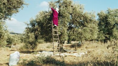 The Uprooting of Life in Gaza and the West Bank | The New Yorker