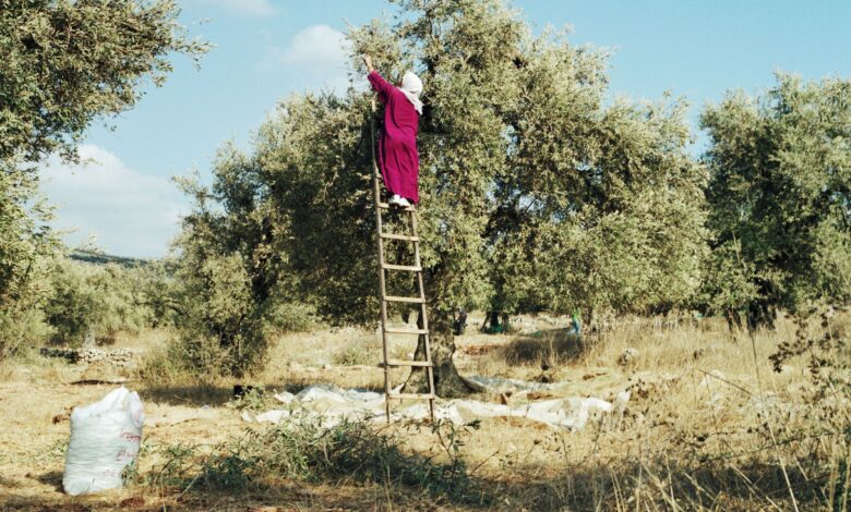 The Uprooting of Life in Gaza and the West Bank | The New Yorker