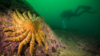 Scientists Finally Identify Killer Microbe Behind 'Terrifying' Sea ...