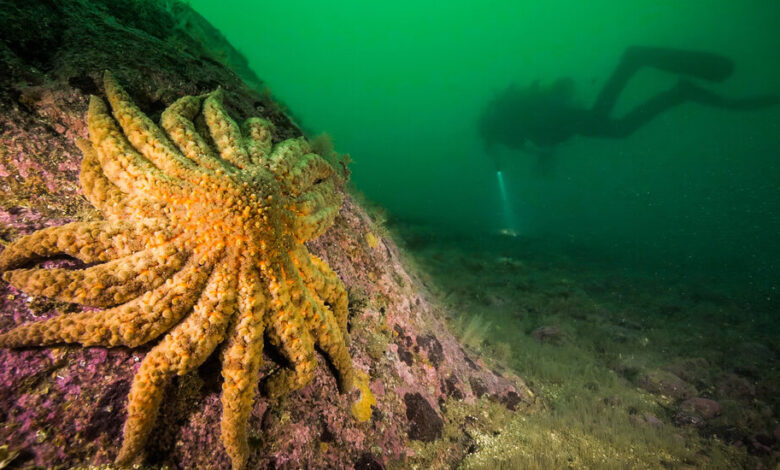 Scientists Finally Identify Killer Microbe Behind 'Terrifying' Sea ...