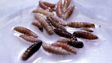 First human case of flesh-eating screwworm parasite detected in ...