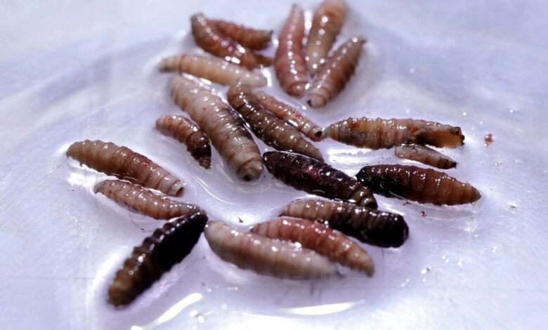 First human case of flesh-eating screwworm parasite detected in ...