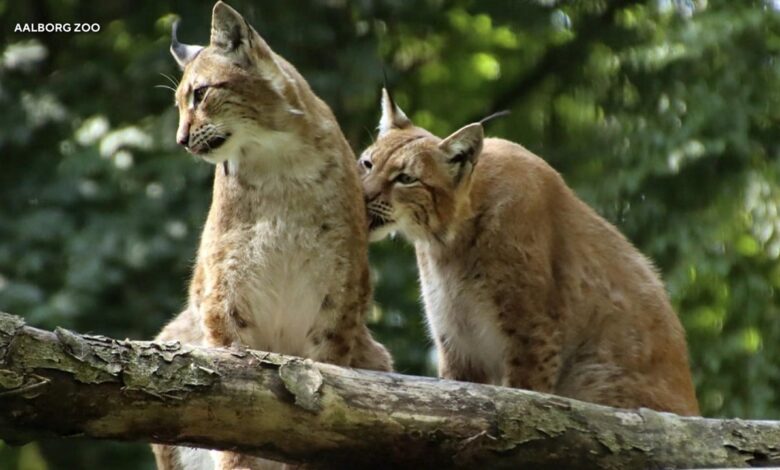 Zoo in Denmark asks for unwanted pets to feed its predators