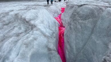 Wolf Population Gaining Ground in Europe : State of the World from ...