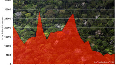 Concerns over deforestation may drive new approach to cattle ...