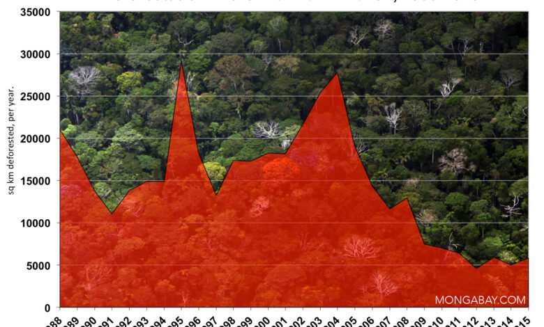 Concerns over deforestation may drive new approach to cattle ...