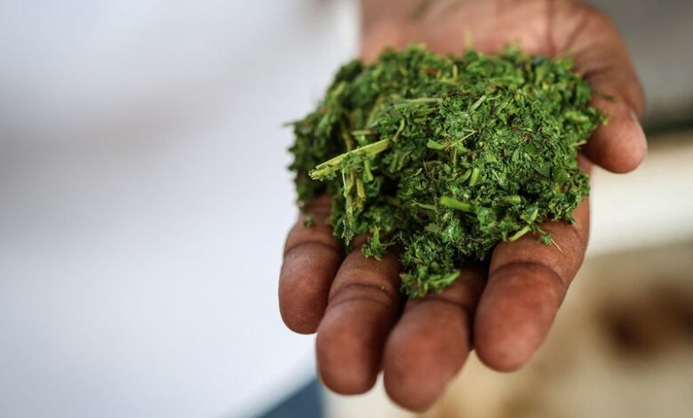 Drier weather threatens India's tea exports, global supply ...