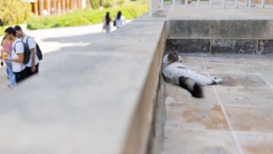 Up to 1,600 cats find a haven on Beirut university campus : NPR