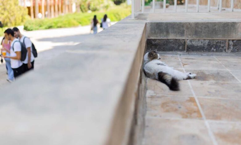 Up to 1,600 cats find a haven on Beirut university campus : NPR